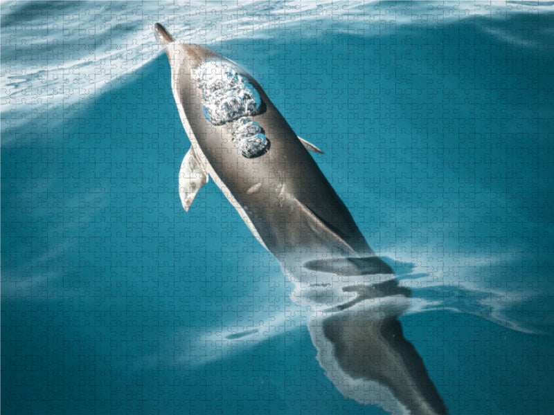 Madeira's friendly sea creatures - CALVENDO photo puzzle 