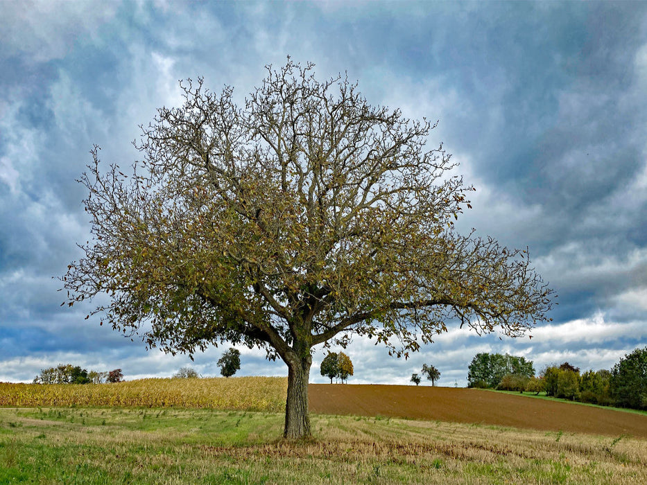 Oktober - CALVENDO Foto-Puzzle'