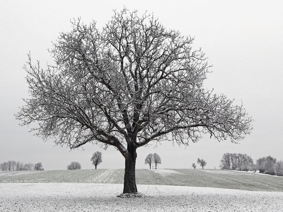 Dezember - CALVENDO Foto-Puzzle'