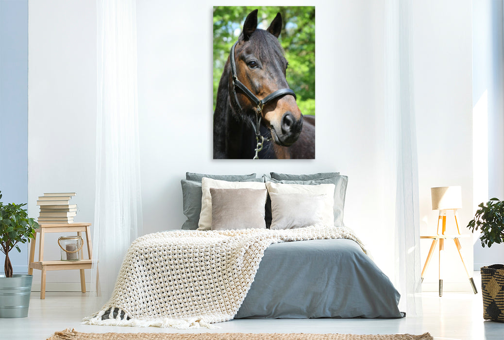 Premium Textil-Leinwand Premium Textil-Leinwand 80 cm x 120 cm  hoch Ein Motiv aus dem Kalender Traumhafte Pferdeportraits