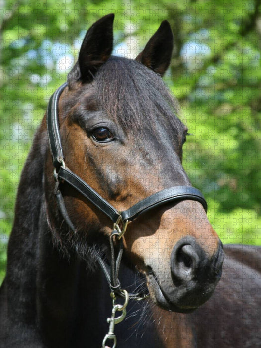 Fantastic horse portraits - CALVENDO photo puzzle 