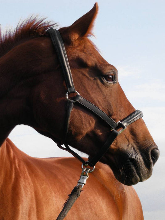Springpferd - CALVENDO Foto-Puzzle'