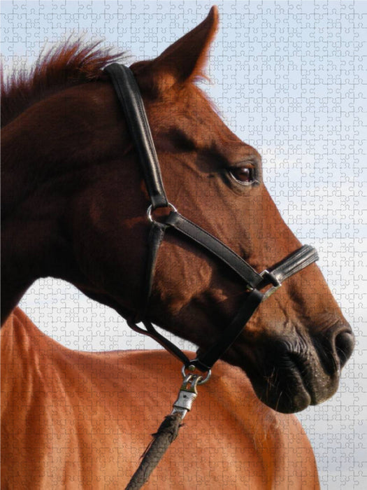 Springpferd 2000 Teile Puzzle hoch - CALVENDO Foto-Puzzle'