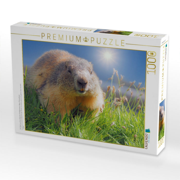 Ein Motiv aus dem Kalender Großglockner, Alpen, Murmeltiere & mehr by VogtArt - CALVENDO Foto-Puzzle'