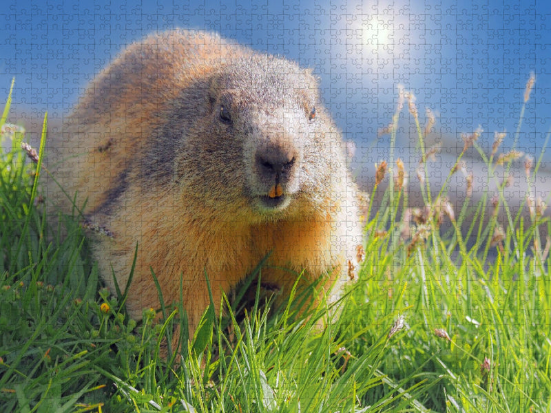 Ein Motiv aus dem Kalender Großglockner, Alpen, Murmeltiere & mehr by VogtArt - CALVENDO Foto-Puzzle'