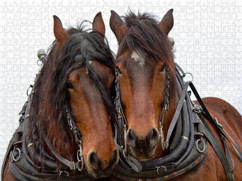 Zugpferde bei der Arbeit 2000 Teile Puzzle quer - CALVENDO Foto-Puzzle'
