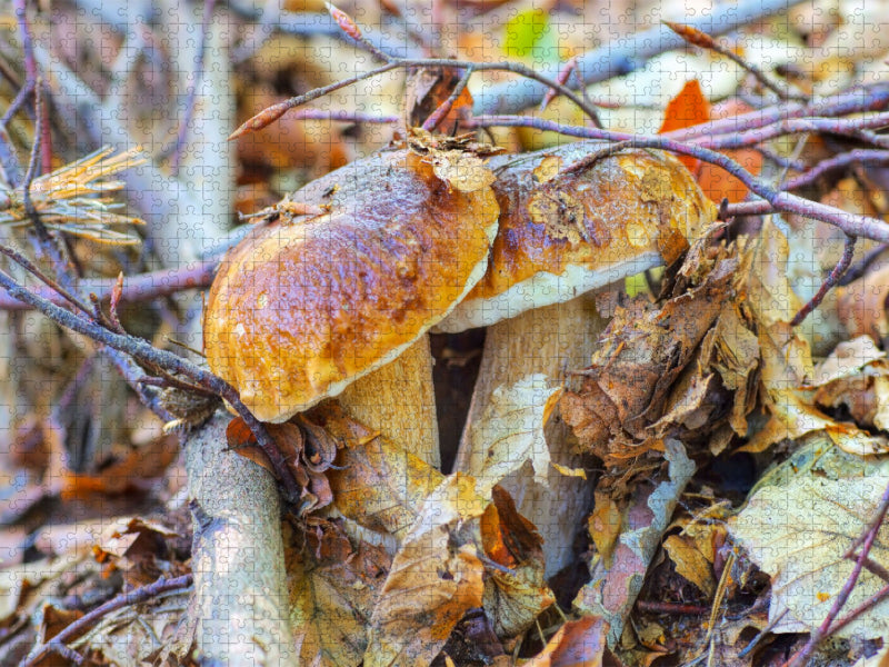 Steinpilz - CALVENDO Foto-Puzzle'