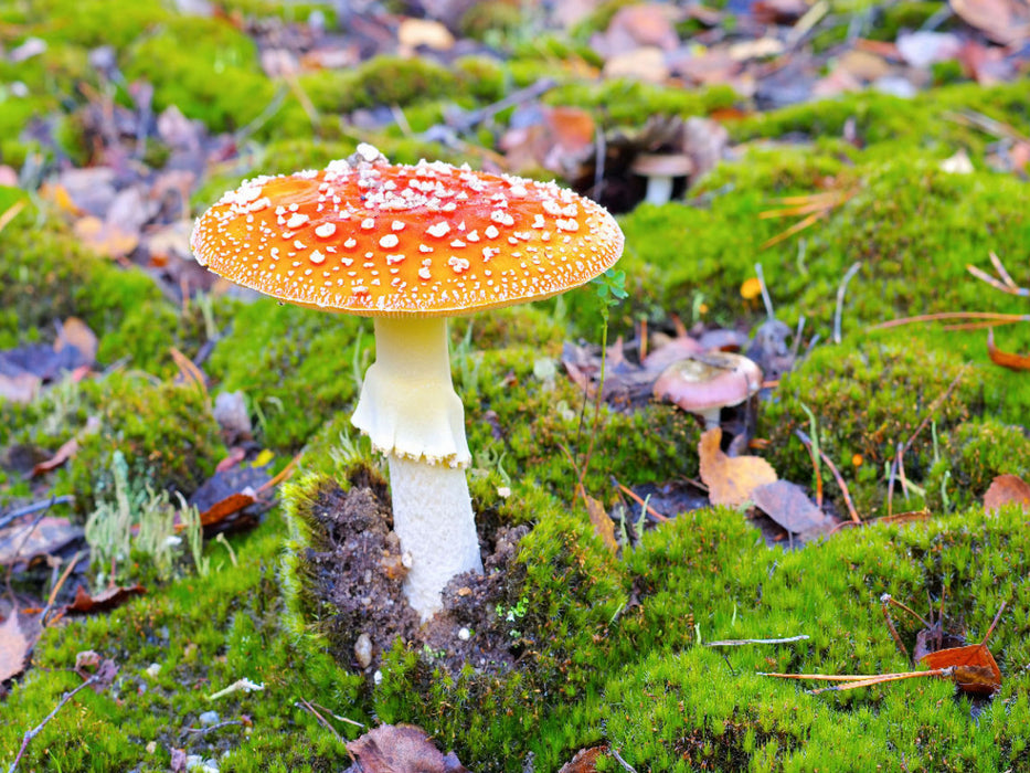 Fliegenpilz - CALVENDO Foto-Puzzle'