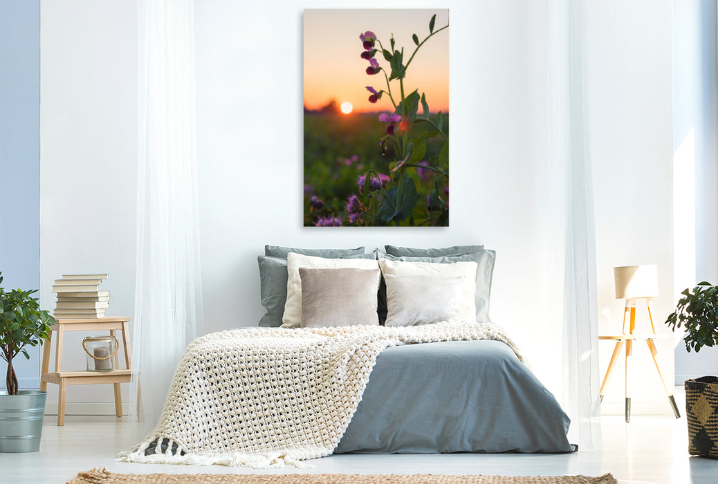 Premium Textil-Leinwand Premium Textil-Leinwand 80 cm x 120 cm  hoch Erbsenblüten im Abendlicht