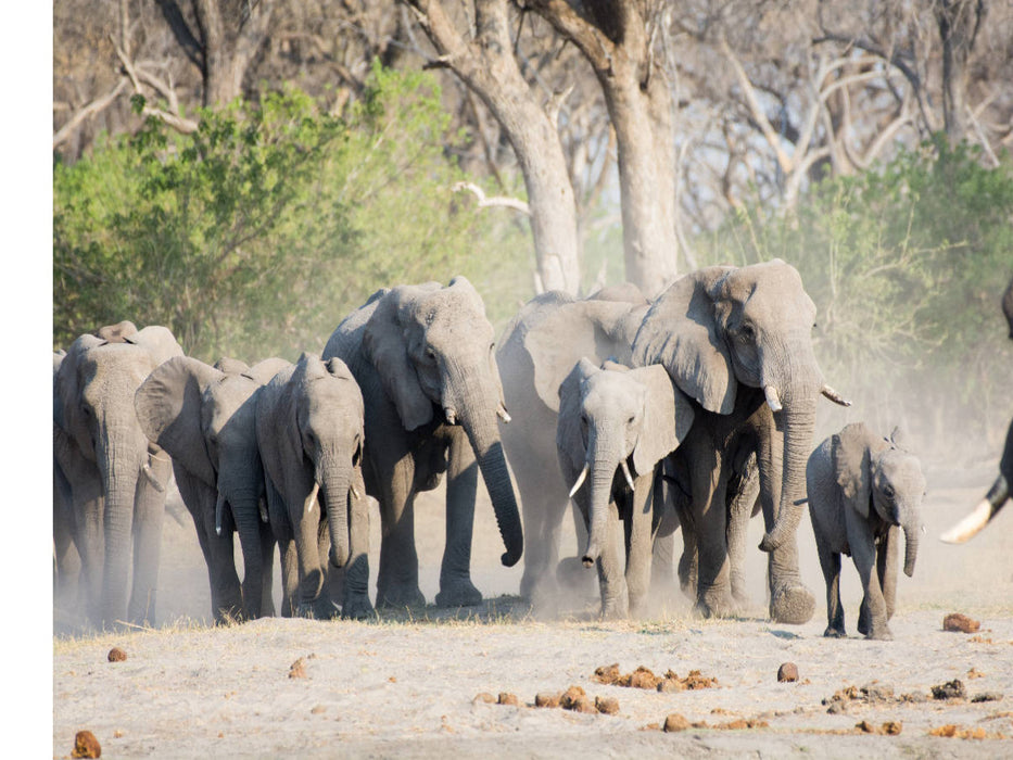 Auf dem Weg zum Khwai River, Botswana - CALVENDO Foto-Puzzle'