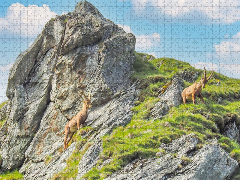 Steinböcke - CALVENDO Foto-Puzzle'