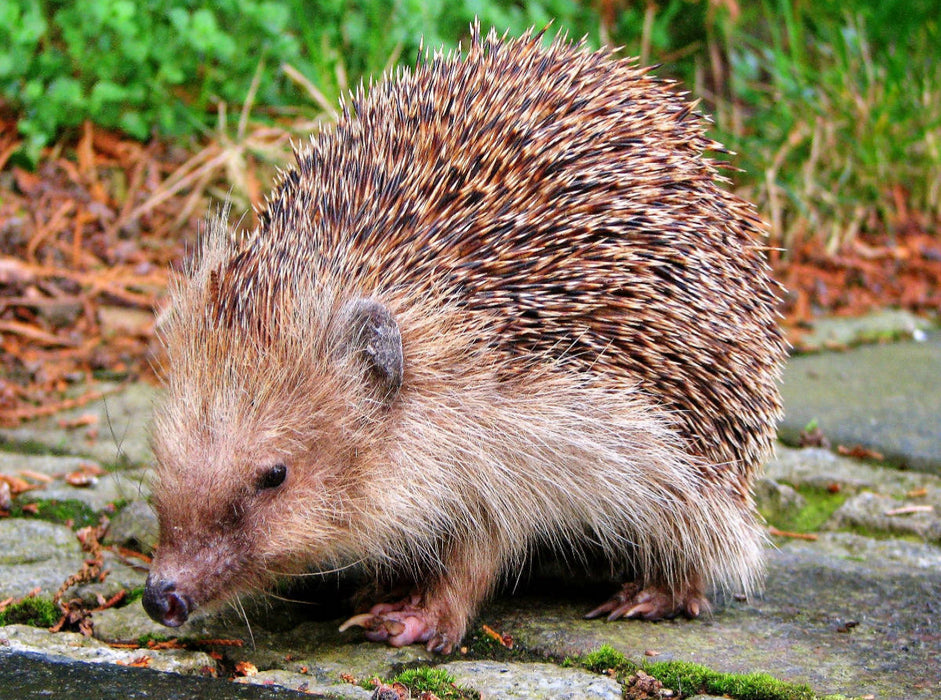 Igel 2000 Teile Puzzle quer - CALVENDO Foto-Puzzle'