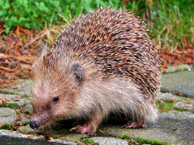 Igel 2000 Teile Puzzle quer - CALVENDO Foto-Puzzle'