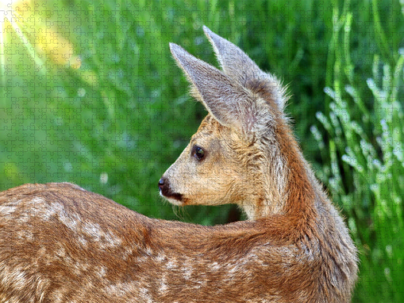 Ein Motiv aus dem Kalender Rehkitze, zierliche Schönheiten mit großen, sanften Augen 2000 Teile Puzzle quer - CALVENDO Foto-Puzzle'