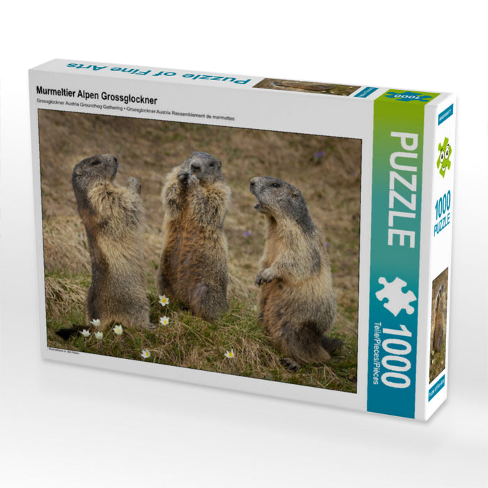 Rassemblement de marmottes - Puzzle photo CALVENDO' 
