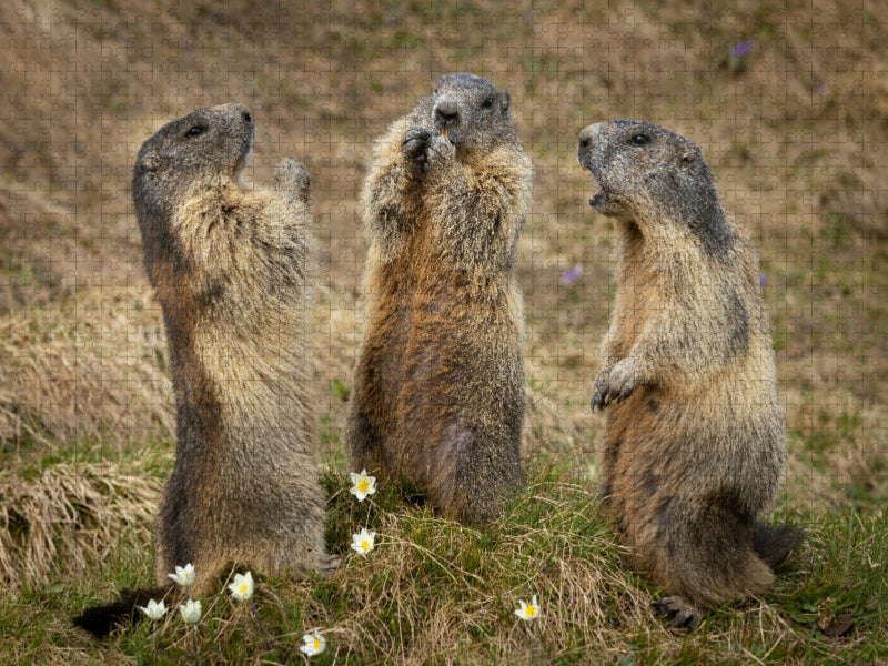 Murmeltierversammlung - CALVENDO Foto-Puzzle'