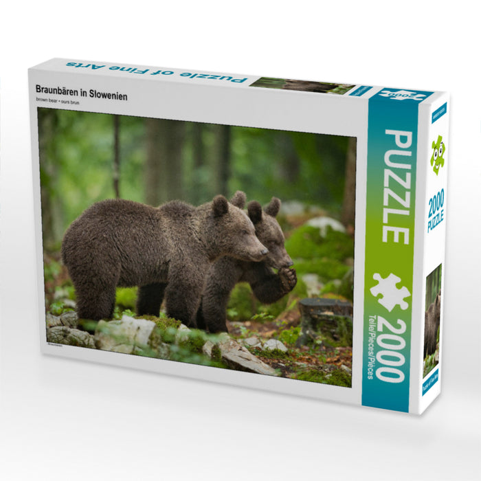 Braunbären in Slowenien 2000 Teile Puzzle quer - CALVENDO Foto-Puzzle'