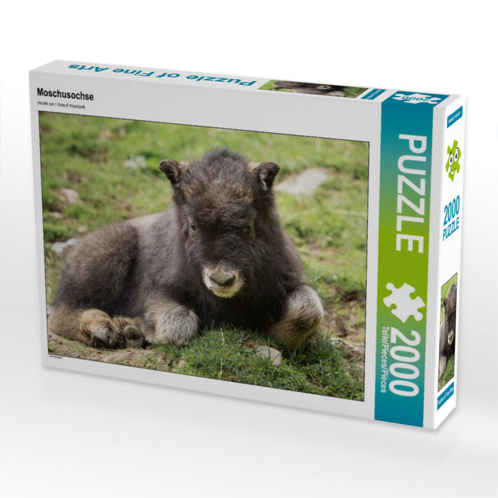 Moschusochse 2000 Teile Puzzle quer - CALVENDO Foto-Puzzle'