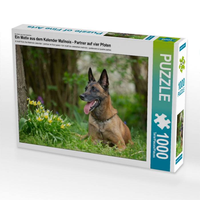 Un motif du calendrier Malinois - partenaire à quatre pattes - Puzzle photo CALVENDO' 