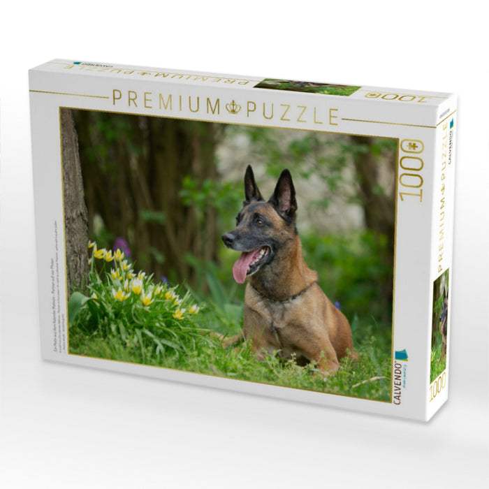 Ein Motiv aus dem Kalender Malinois - Partner auf vier Pfoten - CALVENDO Foto-Puzzle'