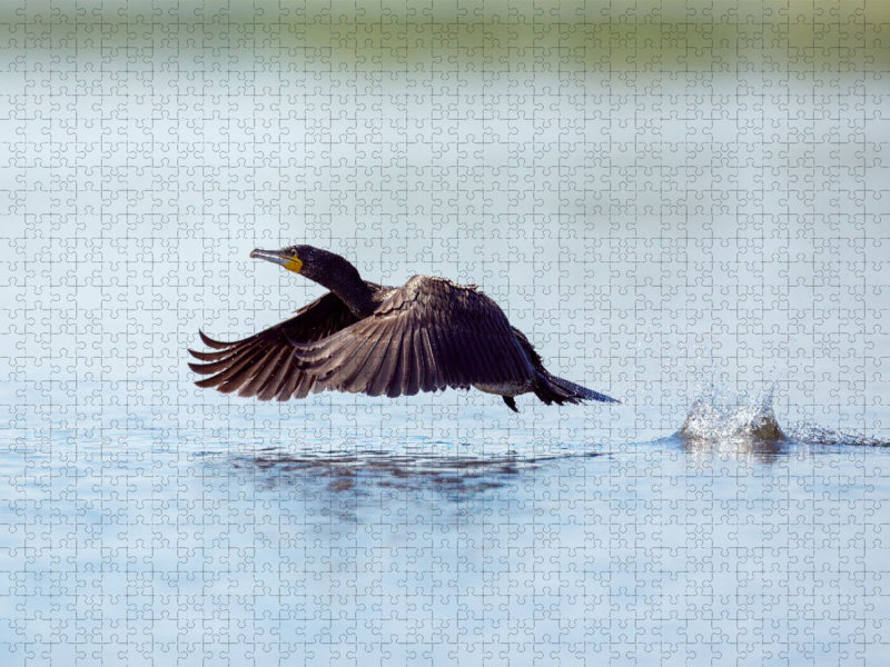 Kormoran - CALVENDO Foto-Puzzle'
