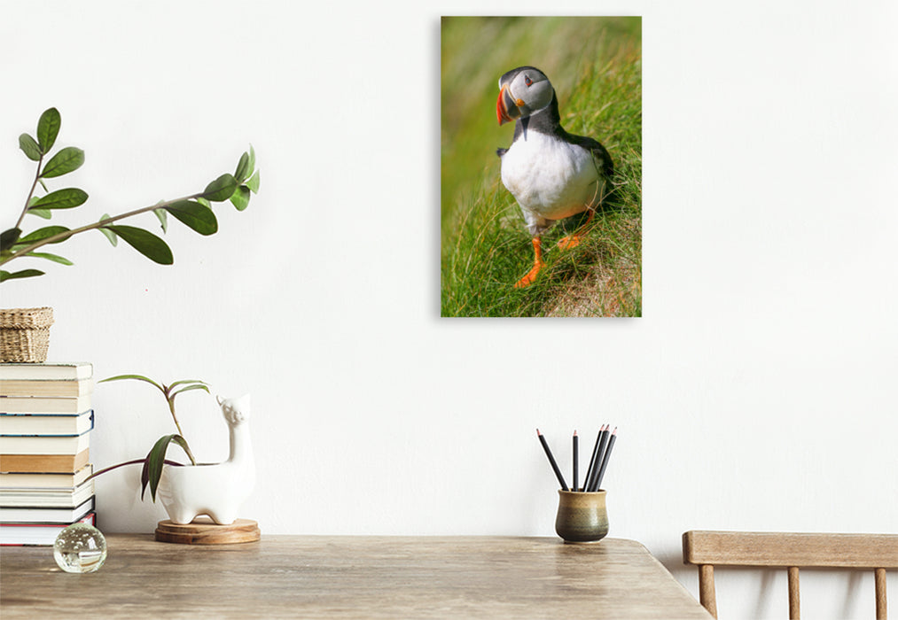 Premium textile canvas puffin 