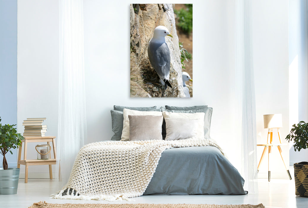 Premium textile canvas Kittiwake 