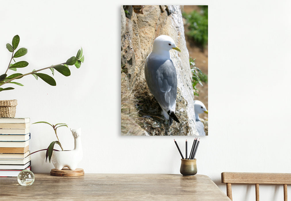 Premium textile canvas Kittiwake 