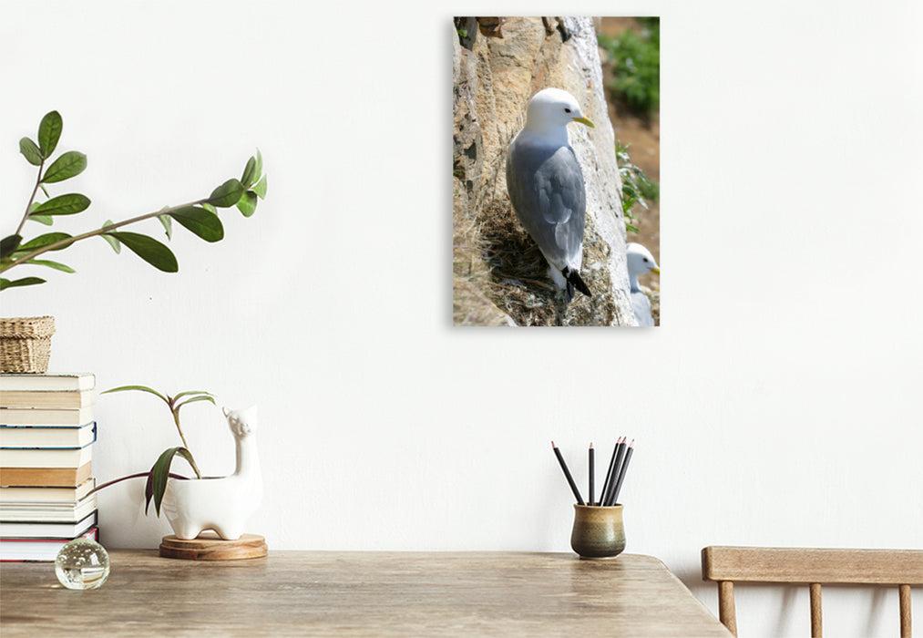 Premium textile canvas Kittiwake 