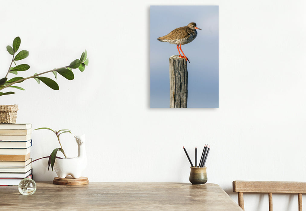 Premium textile canvas Sandpiper 