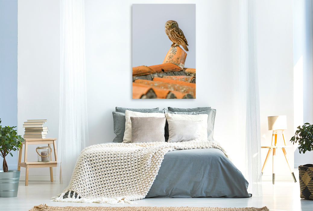 Premium textile canvas Little Owl from Athena 