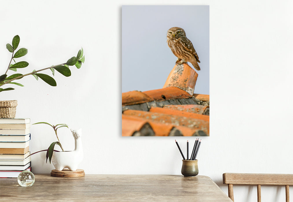 Premium textile canvas Little Owl from Athena 