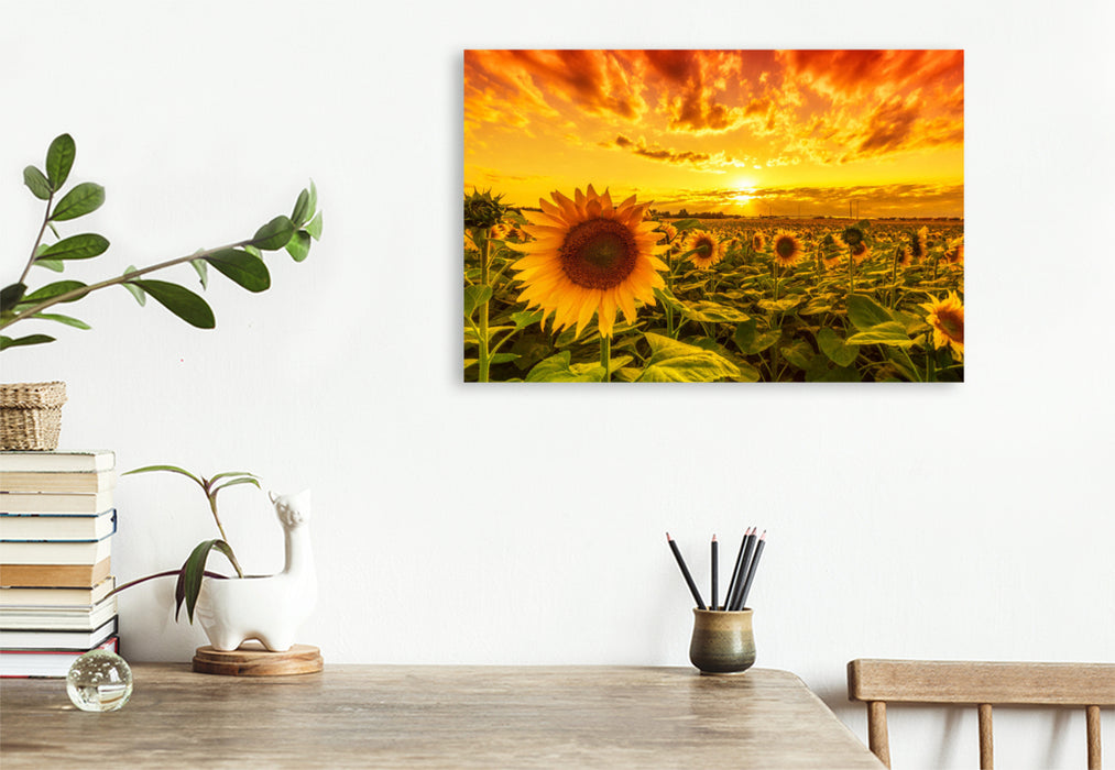 Premium textile canvas sunflower field in reform 