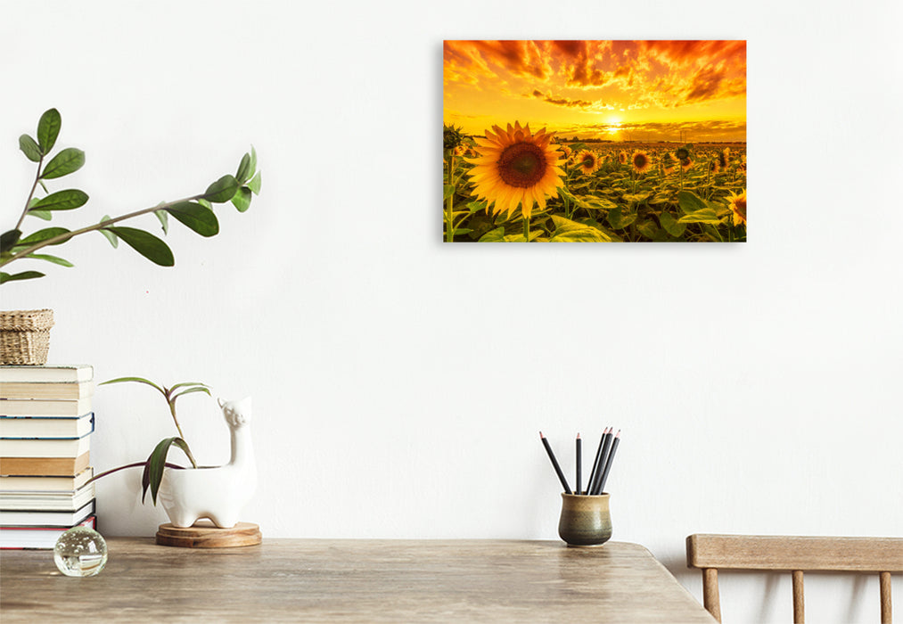 Premium textile canvas sunflower field in reform 