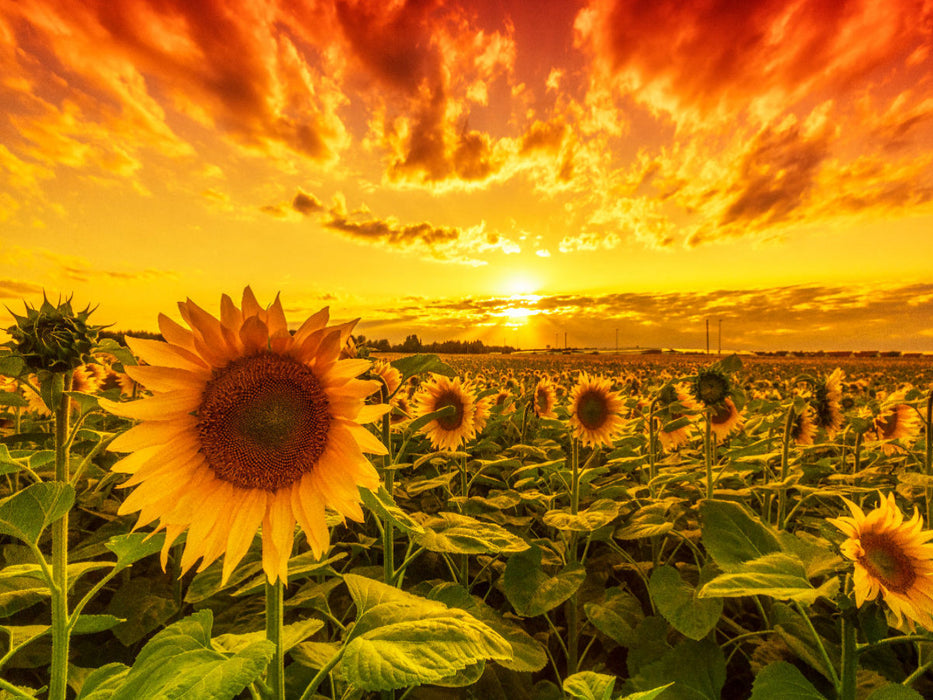 Sonnenblumenfeld in Reform - CALVENDO Foto-Puzzle'