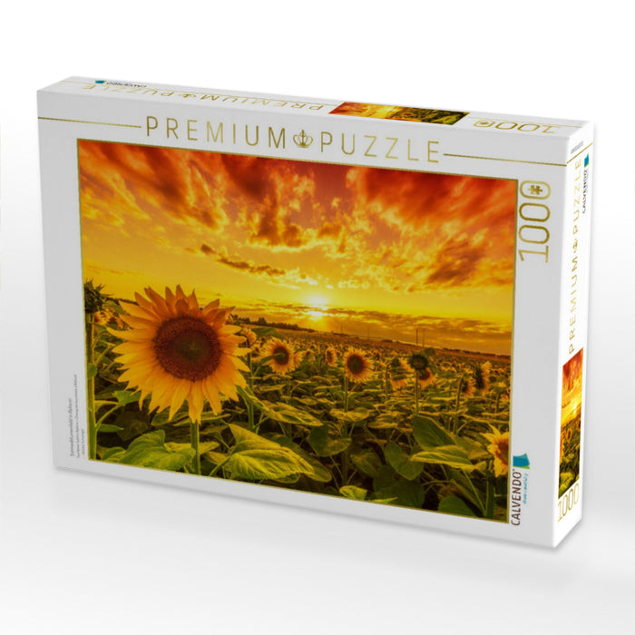 Sonnenblumenfeld in Reform - CALVENDO Foto-Puzzle'