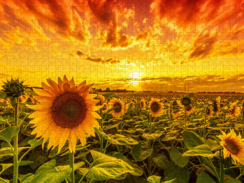 Sonnenblumenfeld in Reform - CALVENDO Foto-Puzzle'