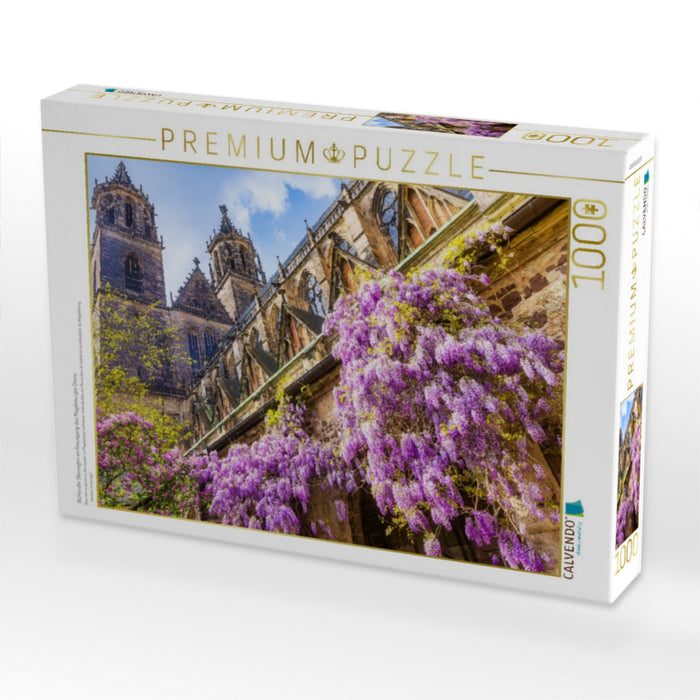 Blühender Blauregen im Kreuzgang des Magdeburger Doms - CALVENDO Foto-Puzzle'