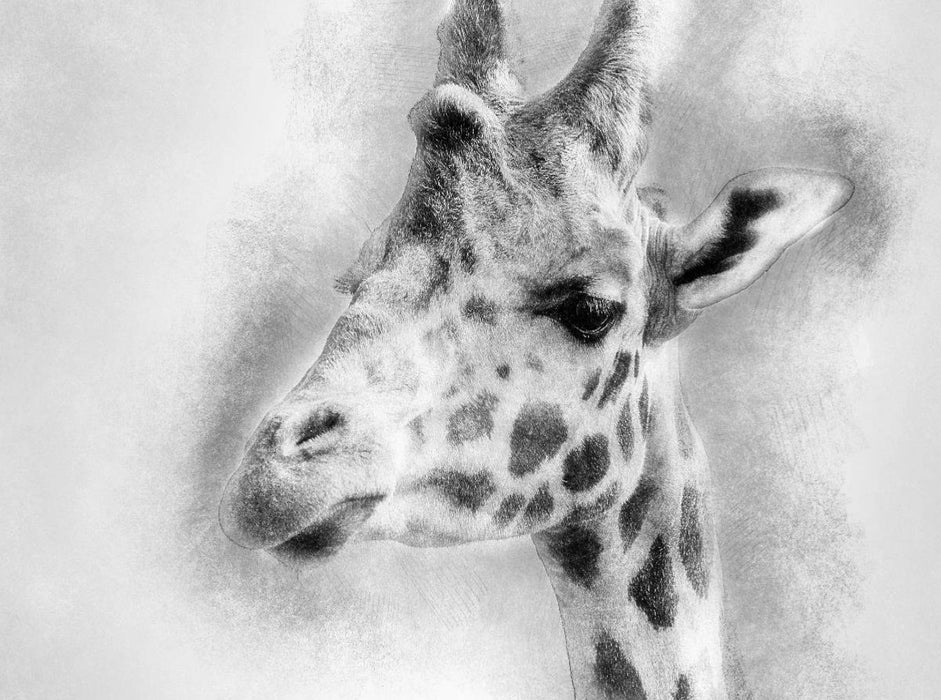 Ein Motiv aus dem Kalender Porträts von Masai-Mara 2000 Teile Puzzle quer - CALVENDO Foto-Puzzle'