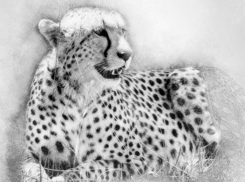 Der Gepard 2000 Teile Puzzle quer - CALVENDO Foto-Puzzle'