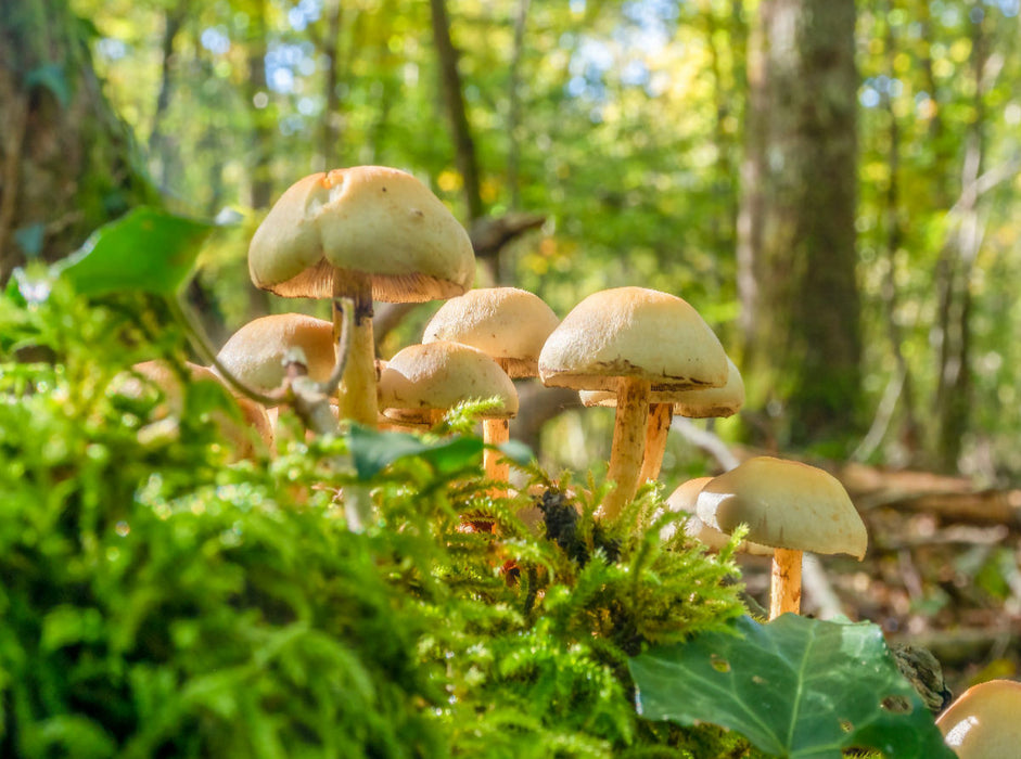 Hypholoma fasciculare 2000 Teile Puzzle quer - CALVENDO Foto-Puzzle'