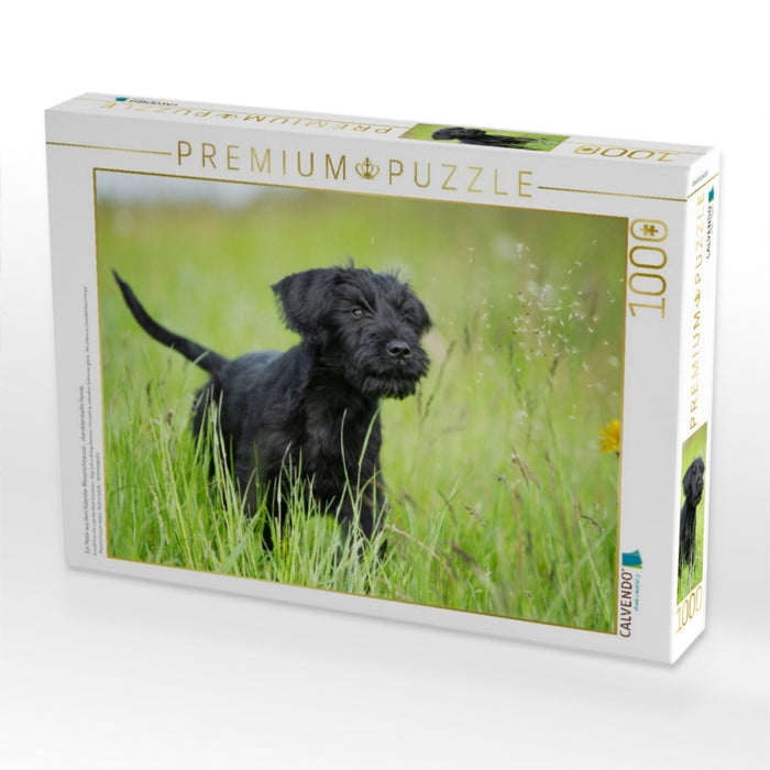 Ein Motiv aus dem Kalender Riesenschnauzer... charakterstarke Hunde - CALVENDO Foto-Puzzle'