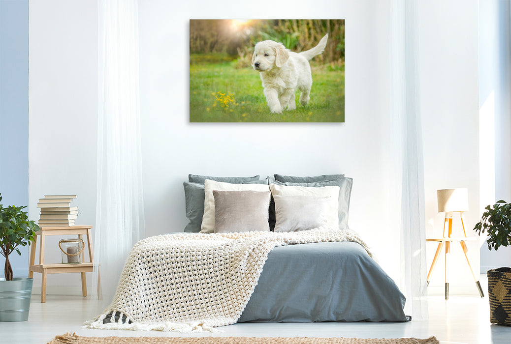 Premium Textil-Leinwand Ein Motiv aus dem Kalender Golden Retriever... Herzenshunde