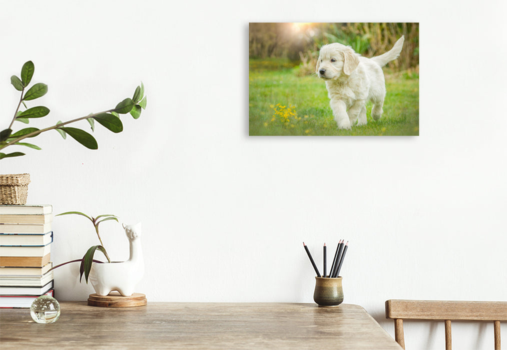 Premium Textil-Leinwand Ein Motiv aus dem Kalender Golden Retriever... Herzenshunde