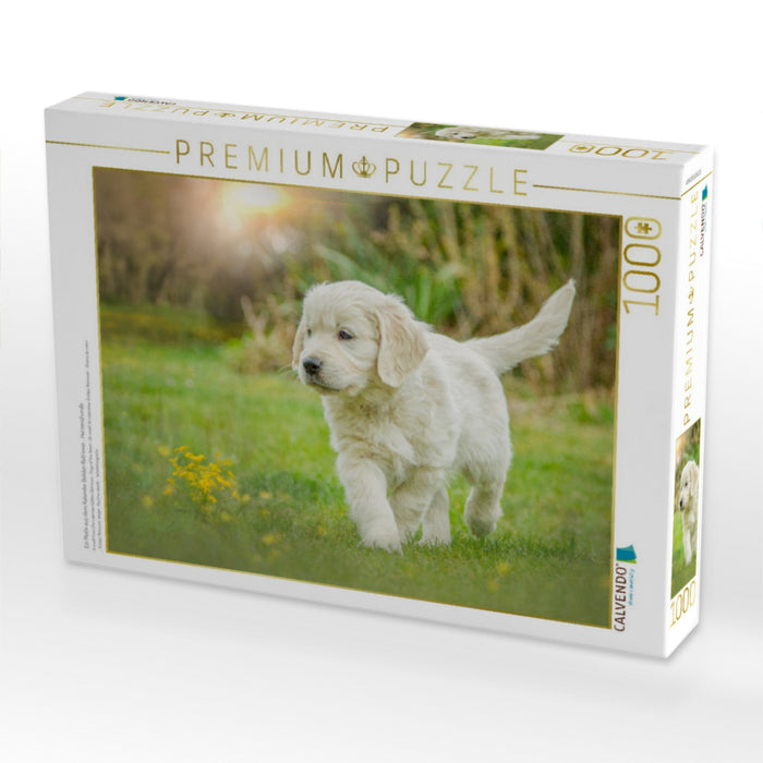 Ein Motiv aus dem Kalender Golden Retriever... Herzenshunde - CALVENDO Foto-Puzzle'