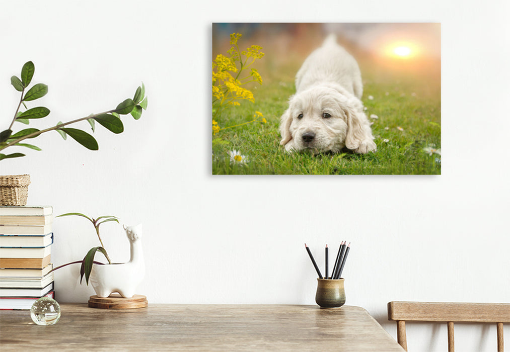 Premium Textil-Leinwand Ein Motiv aus dem Kalender Golden Retriever... Herzenshunde