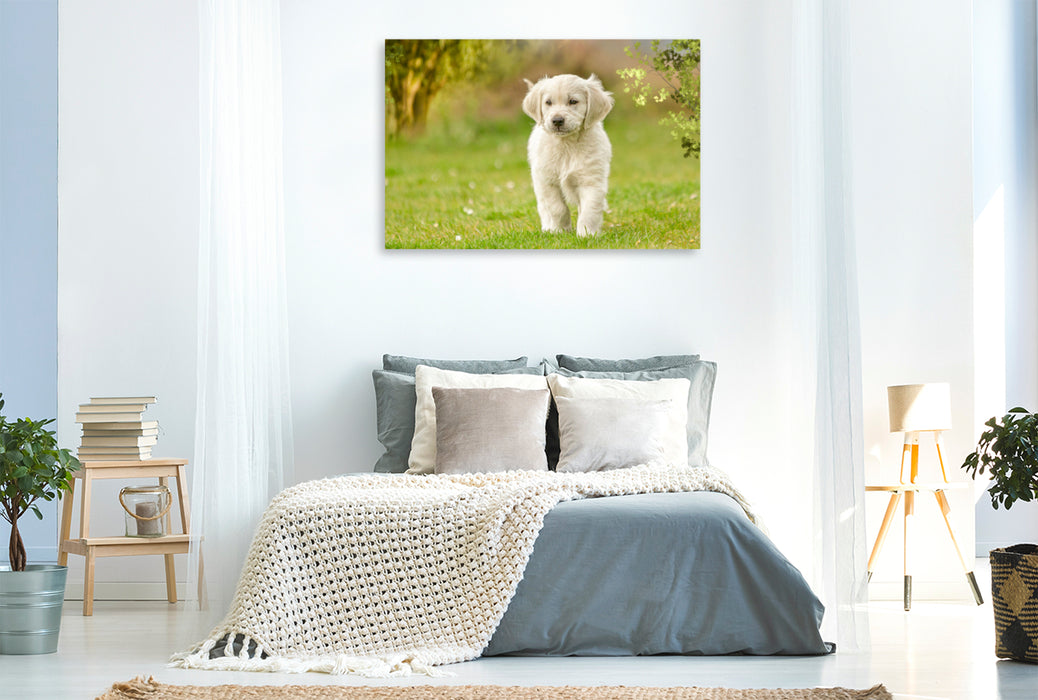 Premium Textil-Leinwand Ein Motiv aus dem Kalender Golden Retriever... Herzenshunde