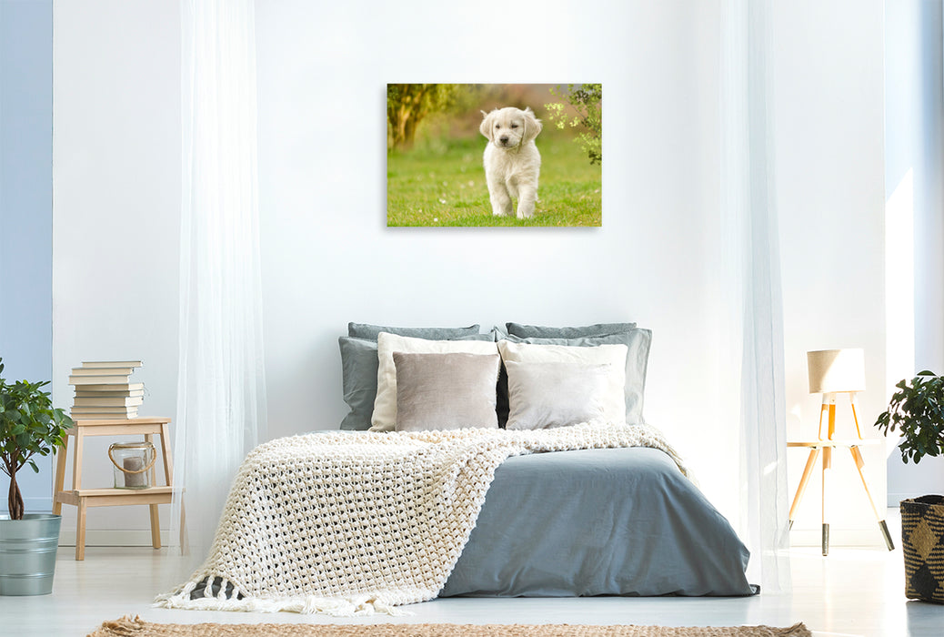 Premium Textil-Leinwand Ein Motiv aus dem Kalender Golden Retriever... Herzenshunde