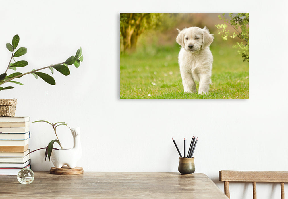 Premium Textil-Leinwand Ein Motiv aus dem Kalender Golden Retriever... Herzenshunde