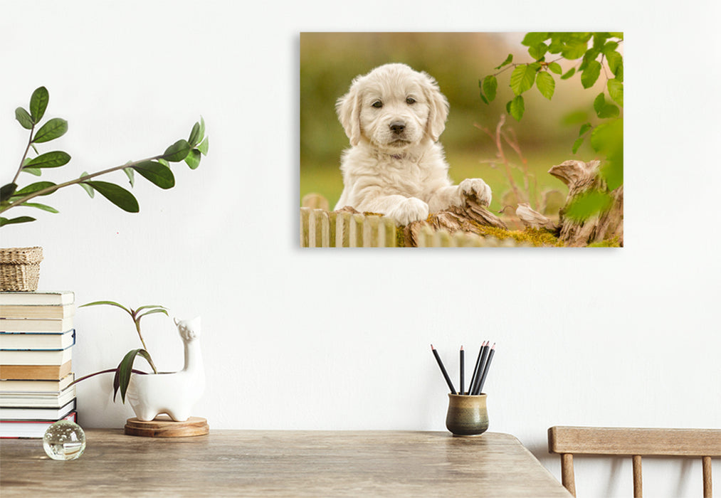 Premium Textil-Leinwand Ein Motiv aus dem Kalender Golden Retriever... Herzenshunde